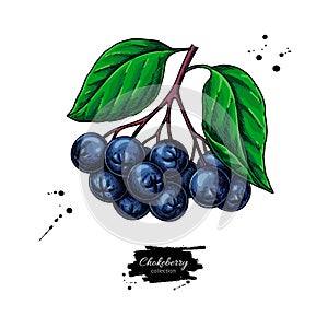 Chokeberry vector drawing. Hand drawn botanical branch with berries and leaves.