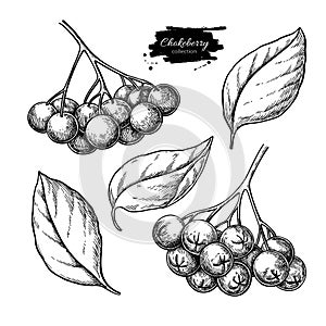 Chokeberry vector drawing. Hand drawn botanical branch with berries and leaves.