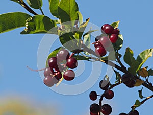 Chokecherries