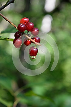 Chokecherries (Prunus virginiana) with Dewdrop