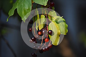 Chokecherry Prunus virginiana Leaf Detail photo