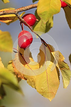 Chokecherry tree fruit