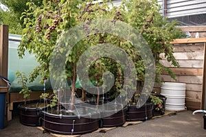 chokecherry tree surrounded by aquaponics and hydroponic systems