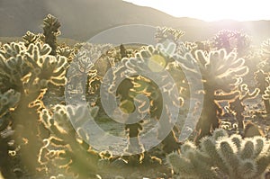 Chola at Joshua tree National Park photo