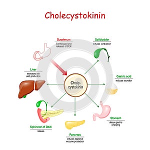 Cholecystokinin hormone on the gastrointestinal tract