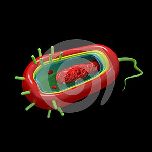 Cholera Cell Anatomy - isolated on black