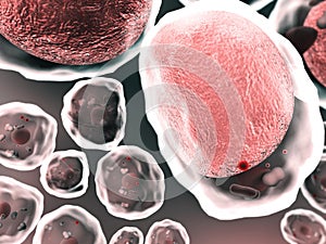 Cholesterol, cell, fat cell