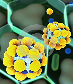 Cholesterol in a cells