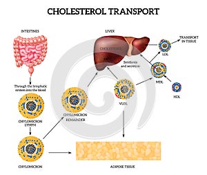 Cholesterol Transport Concept