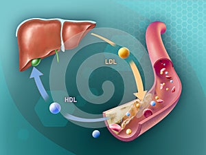 Cholesterol transport in the human body