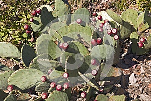 Cholia cactus plant with fruits