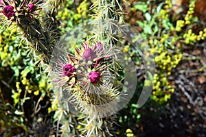 Cholla buds cactus, Close up, Sonora Desert, Mid Spring