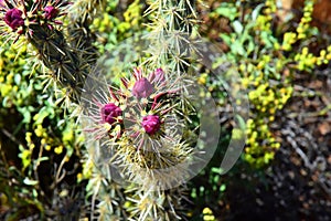 Cholla buds cactus, Close up, Sonora Desert, Mid Spring photo