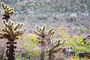 Cholla Cacti growing in Anza-Borrego Desert State Park, pygmy poppies growing in the background, California