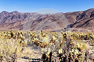 Cholla cacti in pinto basin