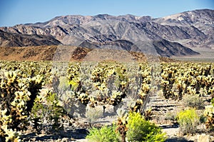 Cholla cacti in pinto basin