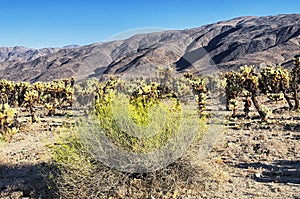 Cholla cacti in pinto basin joshua tree national park