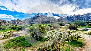 Cholla Cacti in the rugged rocky mountains of the McDowell Mountain Range