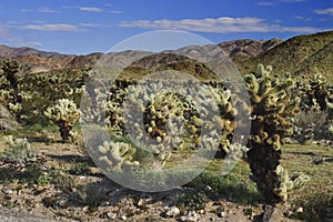 Cholla Cactus