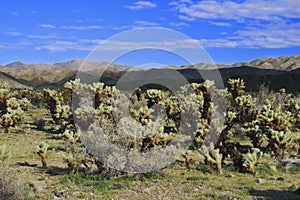 Cholla Cactus