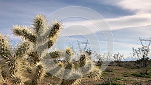 Cholla Cactus  