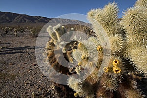 Cholla Cactus