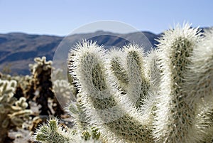 Cholla cactus photo
