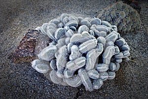 Cholla Cactus