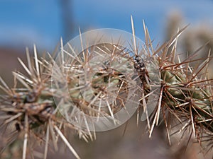 Cholla Cactus