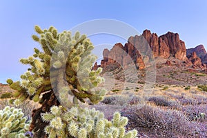 Cholla cactus in Arizona