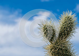 Cholla cactus in Arizona desert.