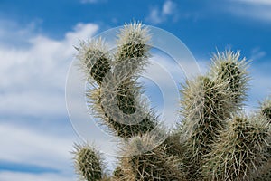 Cholla cactus in Arizona desert.