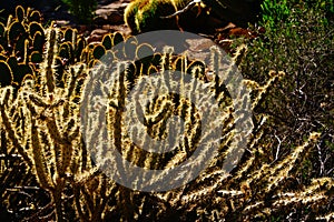 Cholla cactus, backlit spiny needles