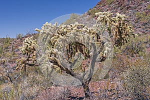 Cholla Cactus Bearing Fruit in the Spring