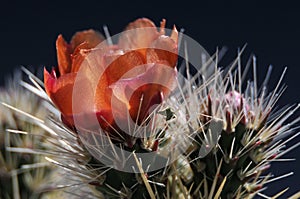 Cholla cactus bloom
