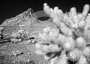 Cholla cactus and Boundary Cone Peak