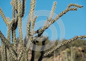 Cholla cactus close up