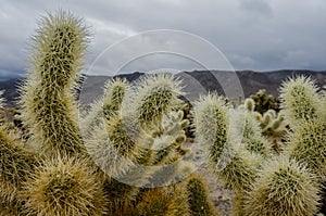 Cholla Cactus Close Up on Cloudy Day