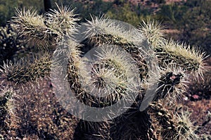 Cholla cactus, Close up, Sonora Desert, Mid Fall