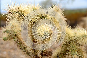 Cholla cactus, Close up, Sonora Desert, Mid Spring photo