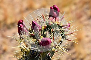 Cholla cactus, Close up, Sonora Desert, Mid Spring Flower buds photo