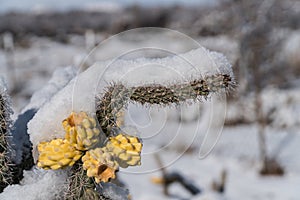 Cholla cactus covered with snow.