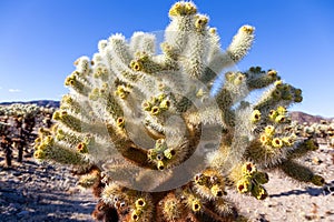 Cholla Cactus (Cylindropuntia sanfelipensis) Garden Plant Patch Close Up Macro View