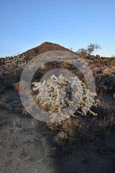 Cholla Cactus at Dusk in Arizona