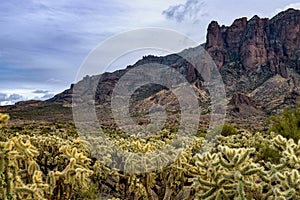 Cholla Cactus Forest