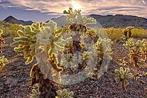 Cholla Cactus Forest near Salome AZ