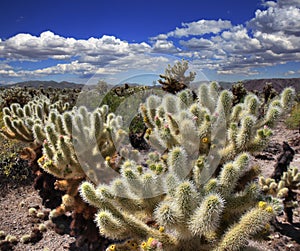 Cholla Cactus Garden