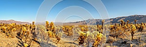 Cholla Cactus Garden