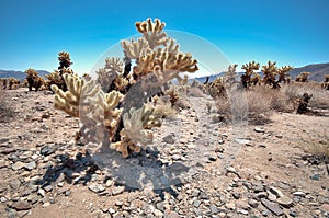 Cholla Cactus Garden