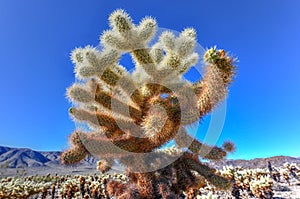 Cholla Cactus Garden - Joshua Tree National Park